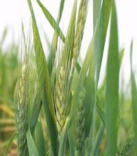 Revista PRODUCCION: Lograron dos nuevas variedades de trigo