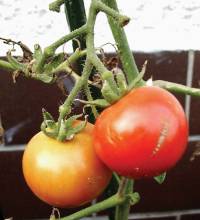 Revista PRODUCCION: Tomate: una alternativa rentable para las economías regionales