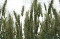 Revista PRODUCCION: Dudan que la siembra de trigo llegue a las 4 M/ha por excesos hídricos