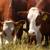 Revista PRODUCCION: Buen momento para desarrollar la ganadería