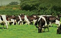 Revista PRODUCCION: es obligatoria la identificación permanente del ganado lechero