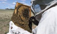 Revista PRODUCCION: reaparece enfermedad que afecta a las abejas