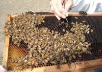 Revista PRODUCCION: reaparece enfermedad que afecta a las abejas