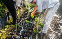 Revista PRODUCCION: HLB: destruyen más de 6300 plantines cítricos en tucumán
