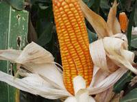 Revista PRODUCCION: el maíz se convirtió en el motor de cambio de la estructura agrícola