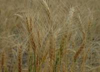 Revista PRODUCCION: habrá más trigo en el mundo