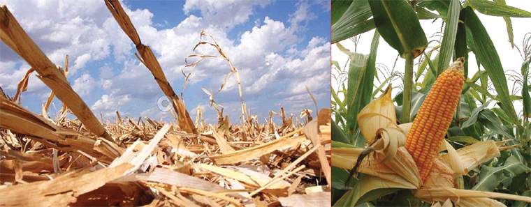 Revista PRODUCCION: cambio climático: el maíz argentino emite solo un tercio de  los gases que se estimaba
