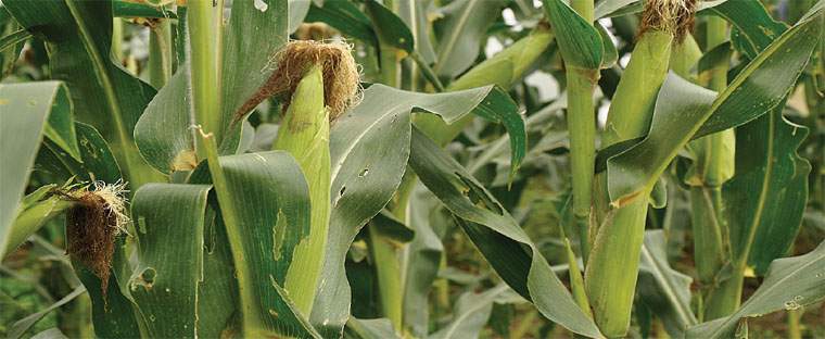 Revista PRODUCCION: el maíz vuelve a pisar fuerte en los campos del NOA
