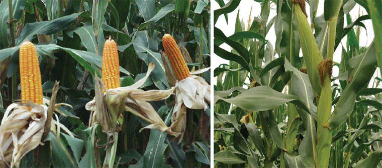 Revista PRODUCCION: el maíz vuelve a pisar fuerte en los campos del NOA