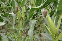 Revista PRODUCCION: la quita de retenciones  aumentó la siembra de maíz