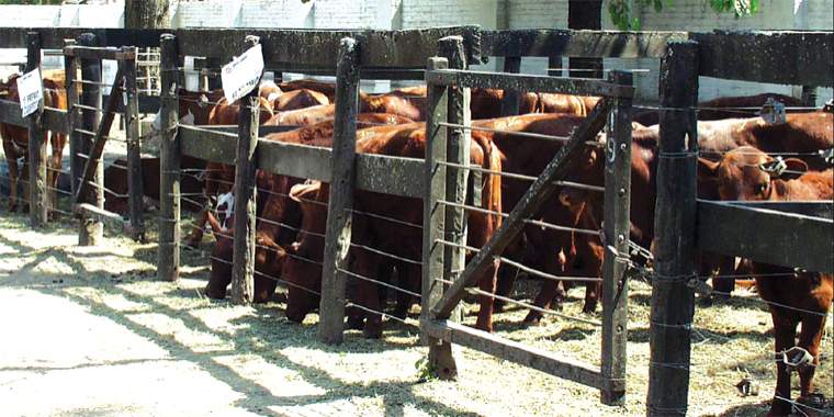 Revista PRODUCCION: la hora de la ganadería  en tucumán