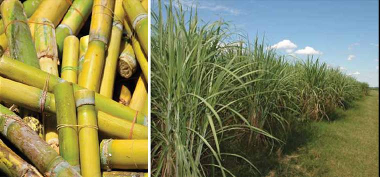 Revista PRODUCCION: tucumán:el sector azucarero avanza a buen ritmo y ordenado