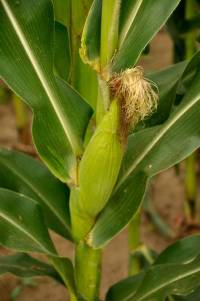 Revista PRODUCCION: investigadores buscan un maíz que tolere golpes de calor