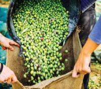 Revista PRODUCCION: El cambio climático impacta sobre el olivo