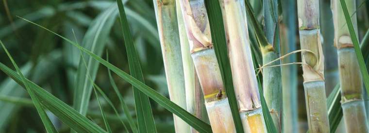 Revista PRODUCCION: zafra azucarera: entre una mayor producción y un mejor precio