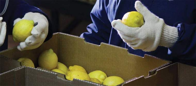 Revista PRODUCCION: proyectan buena campaña 2019 para los limones