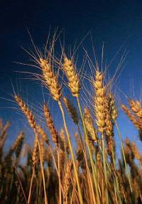 Revista PRODUCCION: el trigo lideró el ranking de  reposición de nutrientes