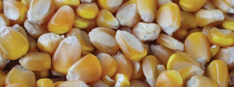 Revista PRODUCCION: granos gruesos: más hectáreas para el maíz y más rindes para la soja.