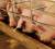 Revista PRODUCCION: la actividad porcina tiene todo para crecer en tucumán