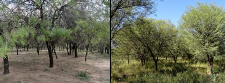 Revista PRODUCCION: en el chaco santiagueño recuperan bosques con prácticas agroecológicas
