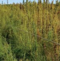 Revista PRODUCCION: por qué se multiplican los casos de resistencia a herbicidas