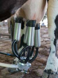 Revista PRODUCCION: Lechería: Cómo evitar la propagación del virus en la industria láctea