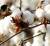 Revista PRODUCCION: Productores de algodón buscan financiamiento para finalizar la cosecha