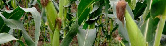 Revista PRODUCCION: El maíz más rentable y más estable. Se transformó en el grano más producido