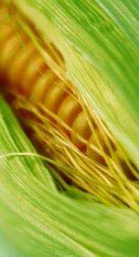 Revista PRODUCCION: El trigo que no fue y la soja que cedería tierras al maíz en el NOA