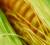 Revista PRODUCCION: El trigo que no fue y la soja que cedería tierras al maíz en el NOA