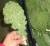 Revista PRODUCCION: Kale: un súper alimento que gana terreno entre los consumidores