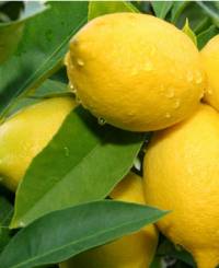 Revista PRODUCCION: Limones: EE.UU. ya es el segundo mercado individual para el país y prevén más exportaciones en 2021