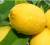Revista PRODUCCION: Limones: EE.UU. ya es el segundo mercado individual para el país y prevén más exportaciones en 2021