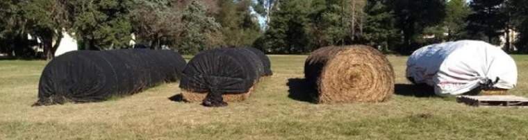 Revista PRODUCCION: Rollos de alfalfa: evalúan los efectos de taparlos con mantas