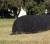 Revista PRODUCCION: Rollos de alfalfa: evalúan los efectos de taparlos con mantas