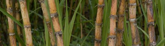 Revista PRODUCCION: Zafra 2022: UCIT reclama participar de la venta del etanol de caña de azúcar