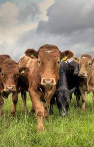 Revista PRODUCCION: El verdadero problema es la informalidad en la cadena de la carne bovina