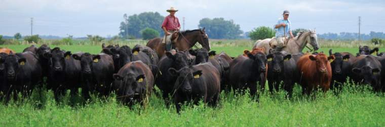 Revista PRODUCCION: Pastoreo rotativo: la mejor manera de utilizar la alfalfa