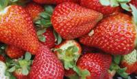 Revista PRODUCCION: Evalúan el uso de bioinsumos en el cultivo de frutillas