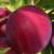 Revista PRODUCCION: Los Valles Templados de Jujuy florecen con los frutales de carozo