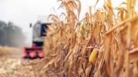 Revista PRODUCCION: El maíz argentino, motor de desarrollo sustentable