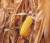 Revista PRODUCCION: El maíz argentino, motor de desarrollo sustentable