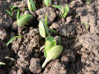Revista PRODUCCION: La soja crece lentamente, mientras avanza la siembra de maíz en Tucumán; más adelante será el turno del sorgo