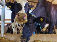 Revista PRODUCCION: Dietas frías: una estrategia para disminuir el estrés por calor en vacas