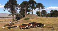 Revista PRODUCCION: Ganadería en el NOA