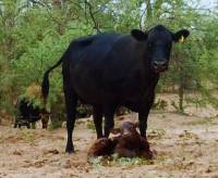 Revista PRODUCCION: Promueven estrategia de manejo para mejorar la producción de carne