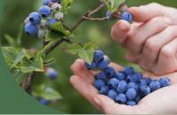 Revista PRODUCCION: La campaña de arándanos avanza ordenada, acompañada por el clima