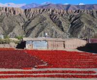 Revista PRODUCCION: Pimentón del Valle Calchaquí: certificación que protege la identidad local