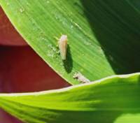 Revista PRODUCCION: Las plagas evolucionan y redefinen el manejo sanitario en maíz