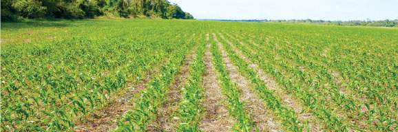 Revista PRODUCCION: El sistema de corte línea a línea transforma la siembra argentina